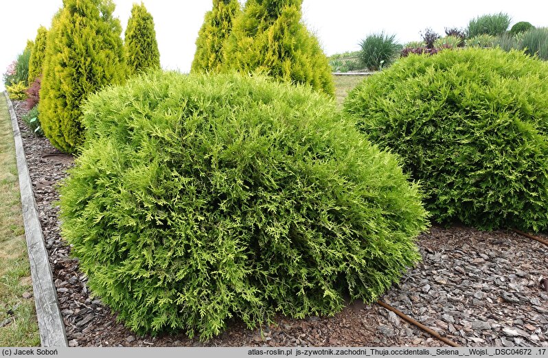 Thuja occidentalis Selena