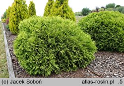Thuja occidentalis Selena