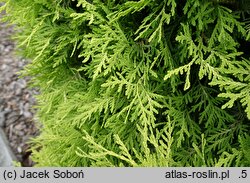 Thuja occidentalis Selena