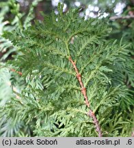 Thuja occidentalis Spiralis