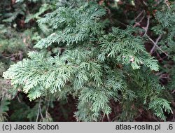 Thuja occidentalis Spiralis