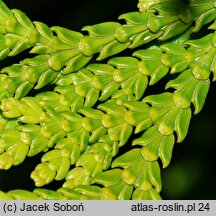 Thujopsis dolabrata Aurescens