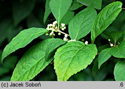 Callicarpa japonica Leucocarpa