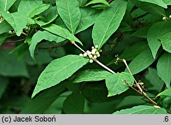 Callicarpa japonica Leucocarpa