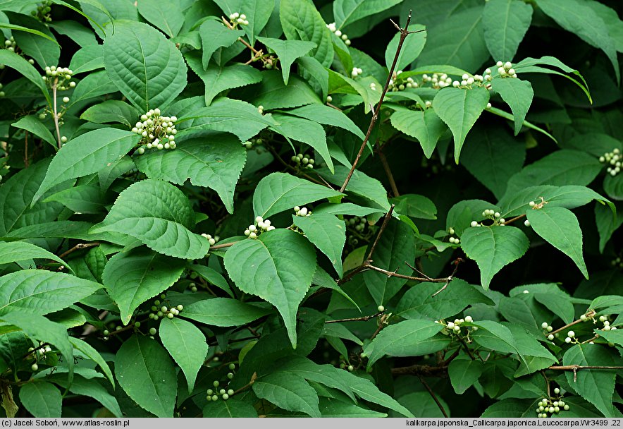 Callicarpa japonica Leucocarpa