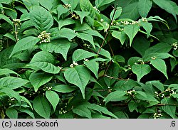 Callicarpa japonica Leucocarpa