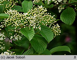 Viburnum sieboldii (kalina Siebolda)