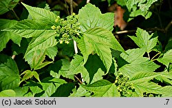 Viburnum trilobum (kalina amerykańska)