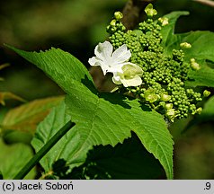 Viburnum trilobum (kalina amerykańska)