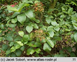 Viburnum xcalrcephalum