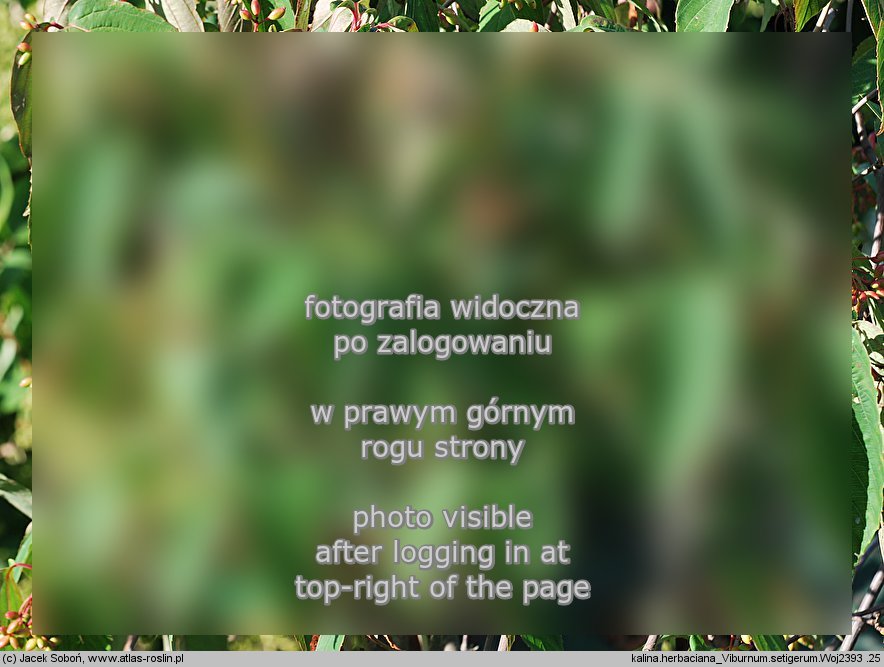 Viburnum setigerum (kalina herbaciana)