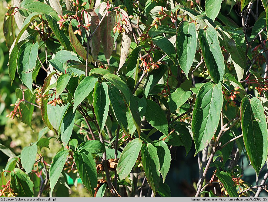 Viburnum setigerum (kalina herbaciana)