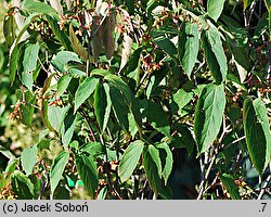 Viburnum setigerum (kalina herbaciana)