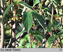 Viburnum setigerum (kalina herbaciana)