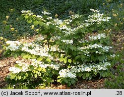 Viburnum plicatum