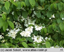 Viburnum plicatum