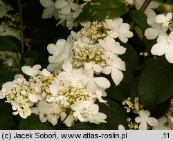 Viburnum plicatum