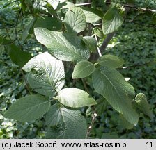 Viburnum lentago