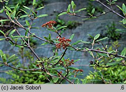 Viburnum Pragense