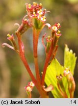 Viburnum fragrans