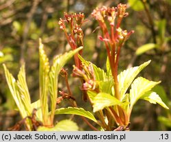 Viburnum fragrans