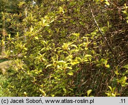 Viburnum fragrans