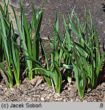 Camassia leichtlinii (kamasja Leichtlina)