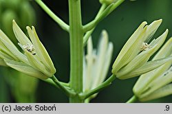 Camassia leichtlinii (kamasja Leichtlina)