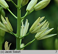 Camassia leichtlinii (kamasja Leichtlina)