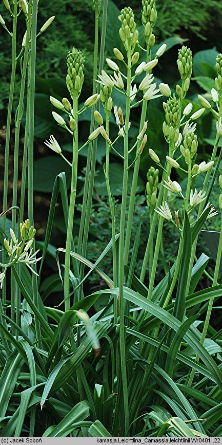 Camassia leichtlinii (kamasja Leichtlina)