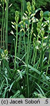 Camassia leichtlinii (kamasja Leichtlina)