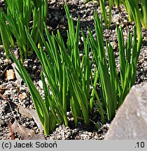 Camassia scilloides