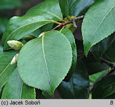 Camellia japonica (kamelia japońska)