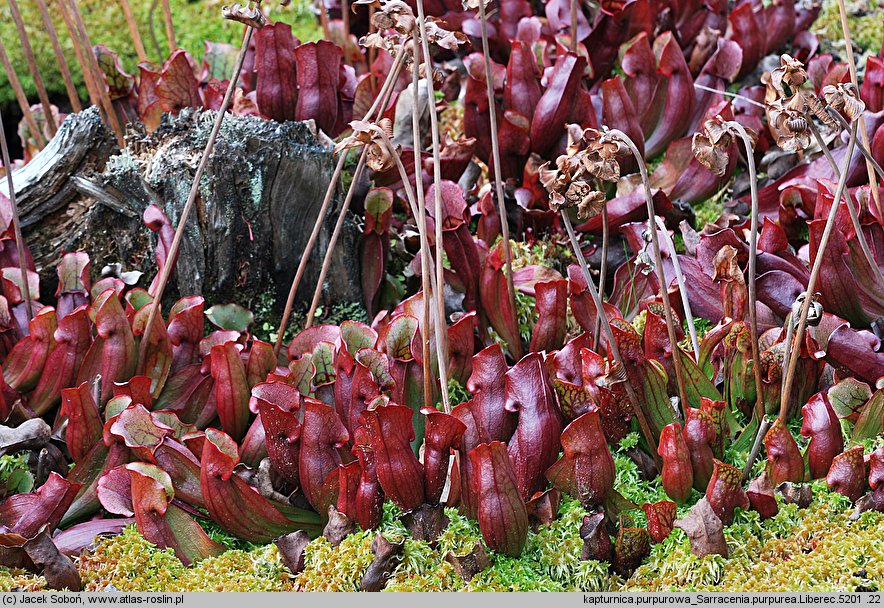 Sarracenia purpurea (kapturnica purpurowa)