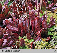 Sarracenia purpurea (kapturnica purpurowa)