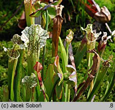 Sarracenia purpurea (kapturnica purpurowa)