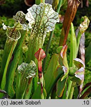 Sarracenia purpurea (kapturnica purpurowa)