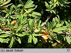 Caragana spinosa (karagana ciernista)