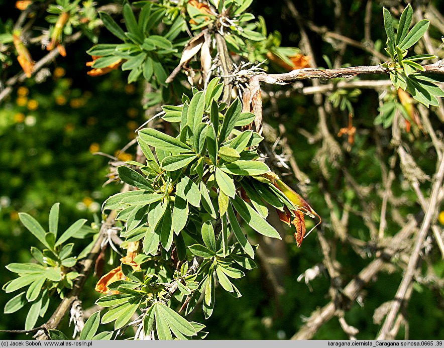 Caragana spinosa (karagana ciernista)