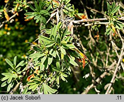 Caragana spinosa (karagana ciernista)
