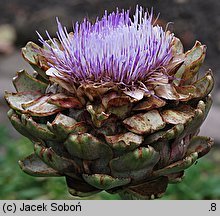 Cynara scolymus (karczoch)