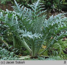 Cynara scolymus (karczoch)