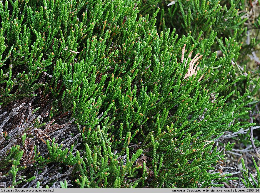 Cassiope mertensiana