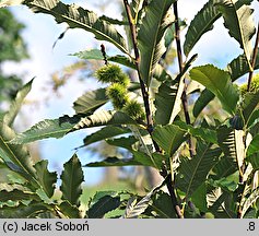 Castanea pumila (kasztan niski)