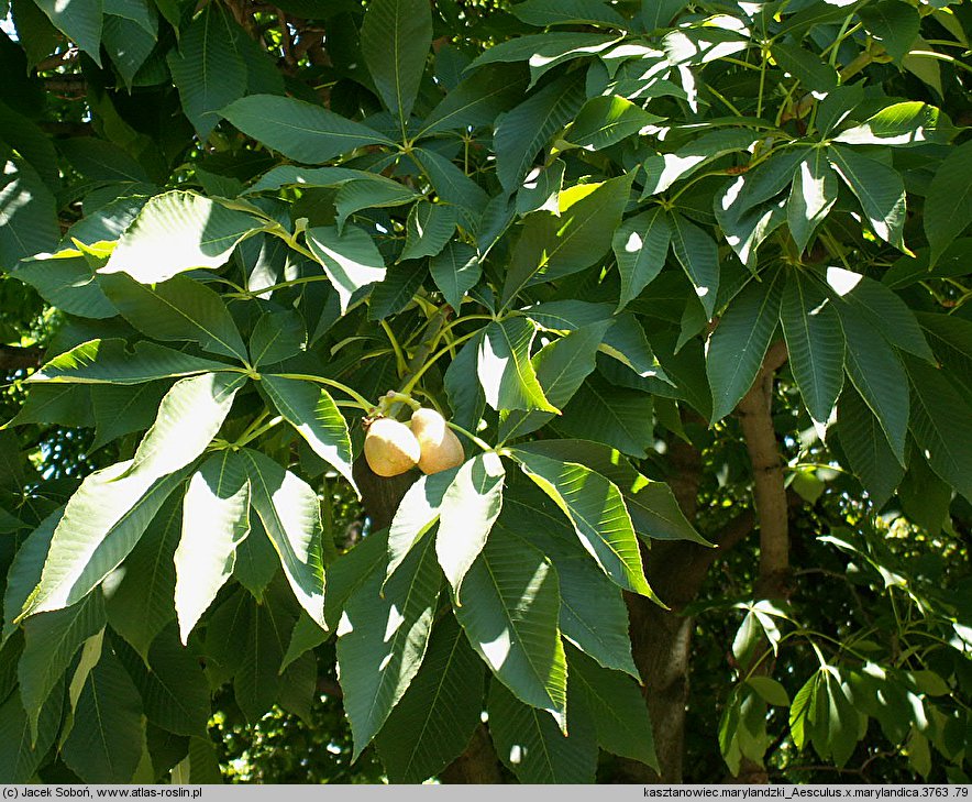 Aesculus ×marylandica (kasztanowiec merylandzki)