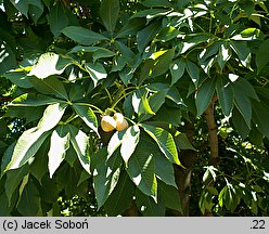 Aesculus ×marylandica (kasztanowiec merylandzki)