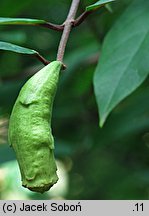 Calycanthus floridus (kielichowiec wonny)