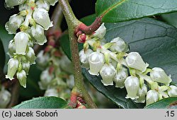 Leucothoe fontanesiana (leukotoe wawrzynowe)