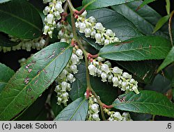 Leucothoe fontanesiana (leukotoe wawrzynowe)