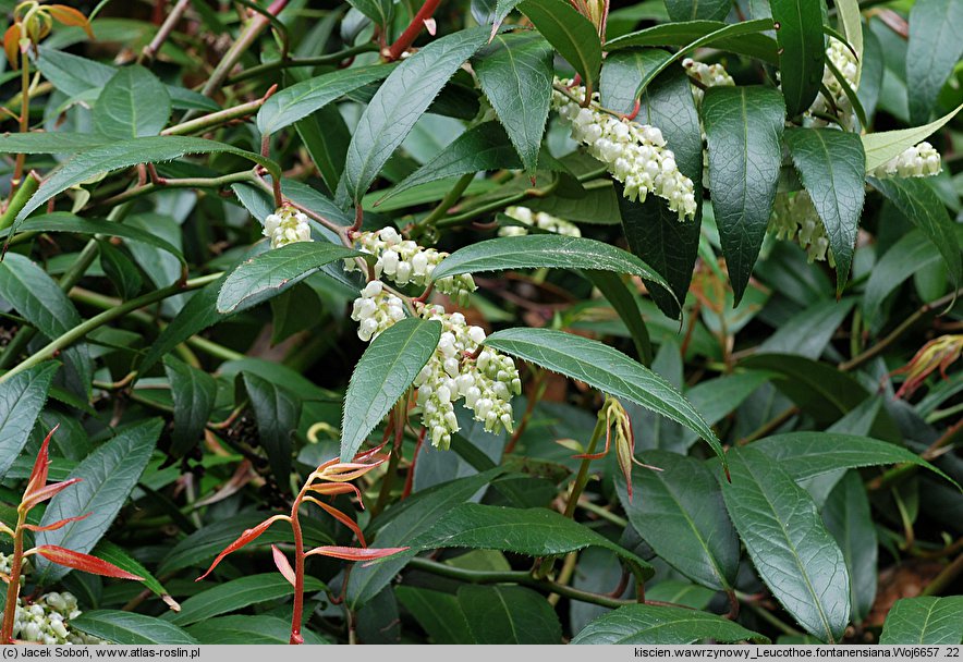 Leucothoe fontanesiana (leukotoe wawrzynowe)